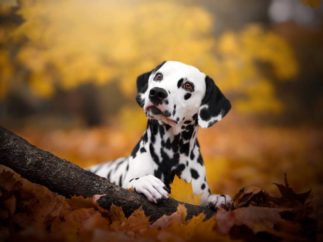 Gallant prikuplja 18 milijuna dolara za terapiju matičnim stanicama za ljubimce